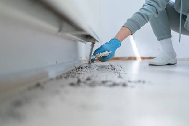 Best Wasp Removal Services  in , TN